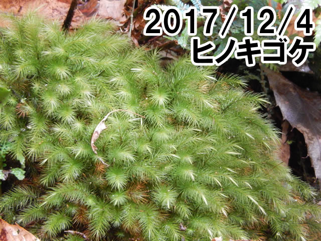 ヒノキゴケ