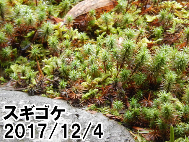 スギゴケ