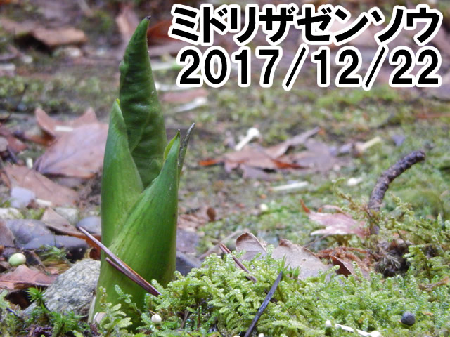 ミドリザゼンソウ