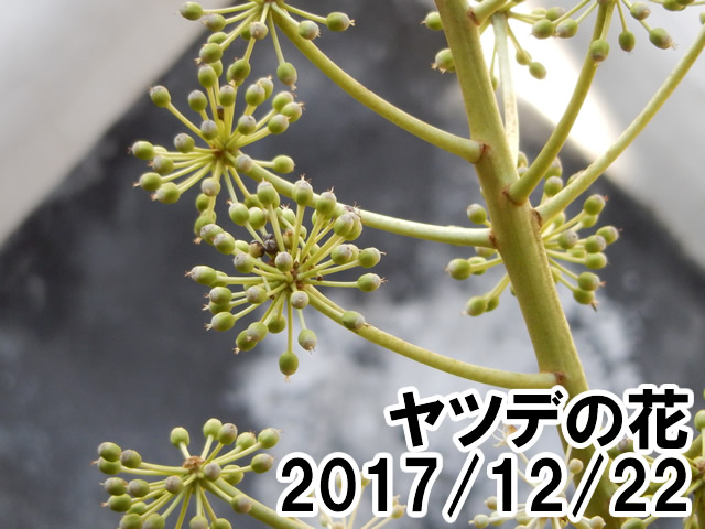 ヤツデの花