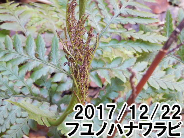 フユノハナワラビ