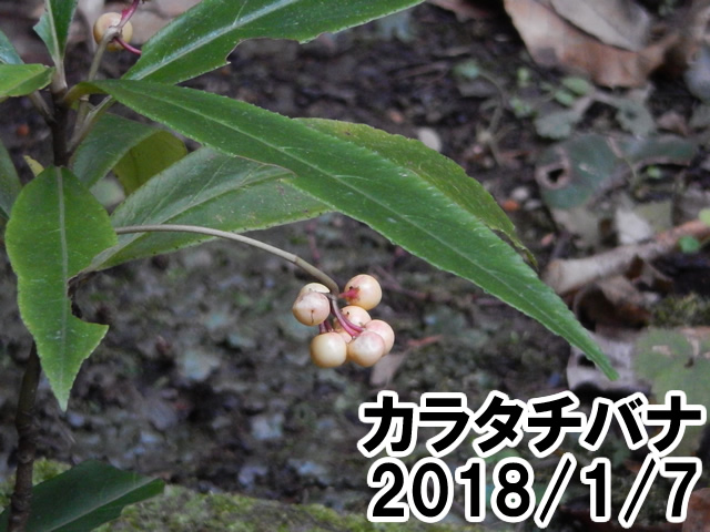 カラタチバナ