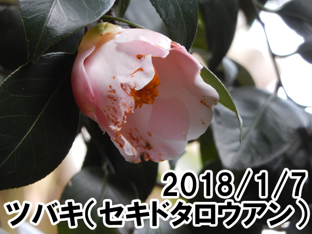 セキドタロウアン